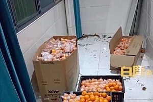 感动!妈妈买900斤橘子等女儿回家过年,包了一个果园吃不完还可以分发