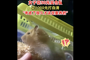 女子50元买仓鼠第1天就被咬花1000  宠物咬伤不能大意如何处理呢?