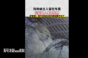 狗狗留车内被路人拍照围观 坐驾驶室像极了司机