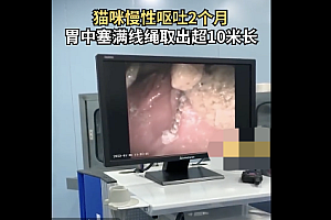 猫咪慢性呕吐2个月胃中塞满线绳  一不注意猫咪真是什么都能吃下去