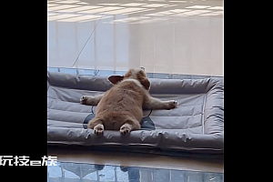 狗狗跟主人坐长途车就差拍照了  吃了就睡想躺平就躺平