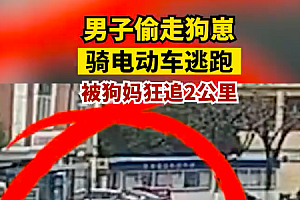 狗崽被偷狗妈妈一路狂追狂吠 网友:能给奶奶找回来真好!