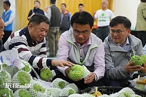 台湾几千吨凤梨释迦滞销恐要做肥料,原9成销往大陆 现农民血本无归