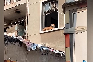 主人搬家后狗狗原地等待 网友:现实版忠犬八公