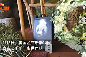 北京动物园称正办理大熊猫丫丫回国手续,具体日期不明