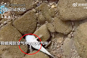 “生化武器级”毒气污染美国俄亥俄小镇后,事发公司给当地捐了两万五美元!