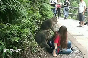 峨眉山清音阁实行“人猴分离”管理 游客只能远观