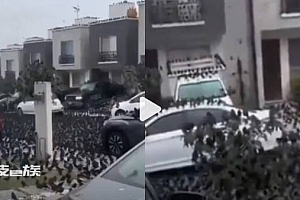 环境危机要来了?成千上万只鸟"淹没"墨西哥街道 各种猜测五花八门