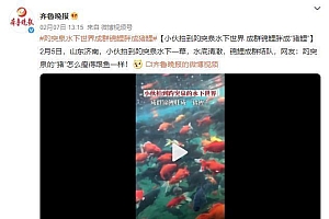 趵突泉的锦鲤胖成“猪鲤” 看来游泳减肥不太管用