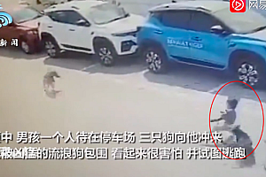 印度一男孩被狗咬致死 3条流浪狗围攻撕咬男孩画面太残忍了