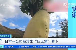日本种出一根60斤萝卜 准备向吉尼斯纪录发起挑战