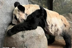 美称想再租借两只大熊猫 网友:劝你好自为之