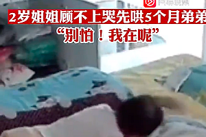 两金毛打架被狗大哥制伏画面搞笑 狗主人地位堪忧啊