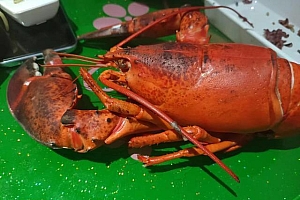 吃龙虾多脏器出问题 检测发现原因:砷超准1964倍,汞超过50.6倍