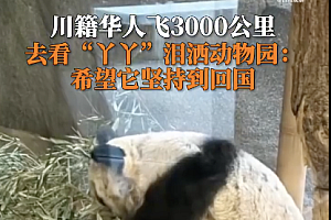 川籍华人飞3000公里看望丫丫落泪:快点接它回去吧 看不下去了