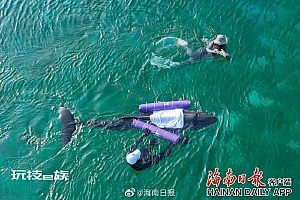 去世侏儒抹香鲸胃内有大量塑料 令人难过的是还怀着一头刚成型的小宝宝
