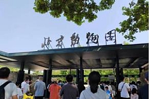 大熊猫YY或4月7日合同到期时回国 重返北京动物园