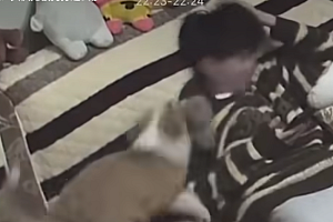 男子沙发上玩手机,狗狗多次“重击”,网友:头次见被狗打这么惨 “精准打击”都来了