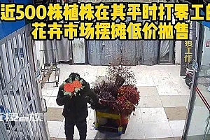 男子偷光3公里绿植 1500元贱卖  最终被依法刑事拘留