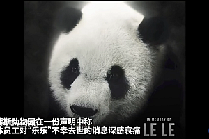 旅美大熊猫离世 驻美使馆回应:感到痛心和惋惜