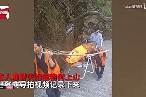 主人雇轿夫抬宠物狗上山 网友:不知全貌 不予置评