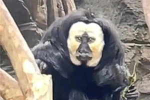 南京一白面僧面猴走红 网友:放在整个猴界也是非常炸裂的
