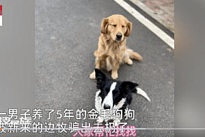 边牧吃醋将主人养了5年金毛拐跑  牧羊犬真是聪明伶俐智商高