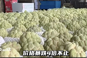 台湾凤梨释迦价格雪崩  价格低迷“连工钱都不够”农民苦不堪言