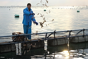 36氪首发丨把河豚预制菜推向餐厅和厨房,「肆月河豚」完成3500万元A+轮融资