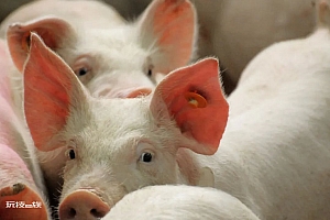 江西前首富,败走养猪场