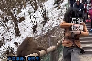 男子谈与峨眉山猴子互殴:练过自由搏击 条件反射,没有使全力