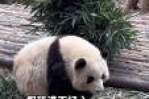 大熊猫花花与游客打招呼 网友:成功荣获女明星的目光