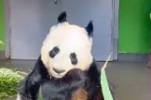 北京动物园回应丫丫回家:已经做好迎接准备