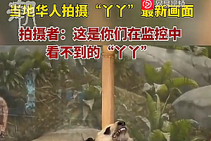 在美华人拍摄“丫丫”画面:这是你们在监控中看不到的“丫丫” 网友呐喊:早日回家