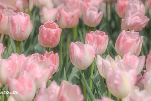 好唯美郁金香壁纸高清图片