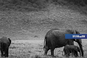 大象小象图片壁纸可爱