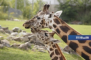 长劲鹿壁纸图片