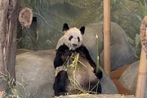 中方派专家照顾熊猫丫丫 网友:我可以应聘“专家”吗