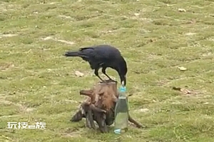 游客拍下现实版乌鸦喝水 乌鸦:这绝活是老祖宗传下来的
