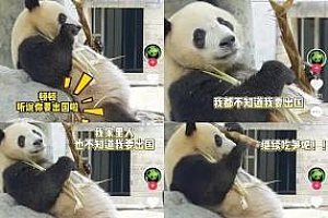 辟谣大熊猫顿顿将旅美 顿顿亲自下场解释