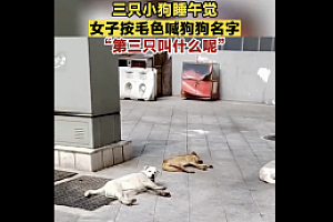 三只小狗睡午觉女子按毛色喊狗狗名字  网友:那第三只叫什么呢?万万没想到
