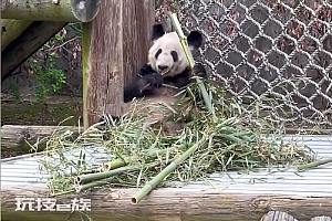 在美华人谈熊猫丫丫状况:很多华人华侨赶去看望,饮食已改善