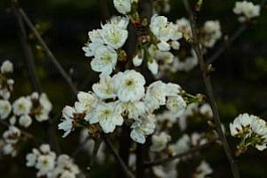 浙江选育出了“螺蛳粉”樱花 漫山遍野都是酸笋味