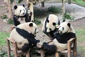四只大熊猫凑一桌像在打麻将 一起吃苹果血战到底