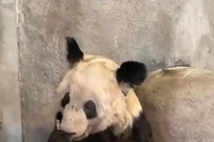 丫丫一定是最坚强的熊猫!丫丫冲上热搜原因却令人心酸!