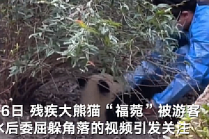 “福菀”被泼水后躲角落 网友:别逼我文明用语