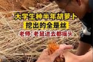 大学生种半年胡萝卜,出土细如虫草,老师:老鼠进去都摇头 网友们看完后说,直接炒胡萝卜丝