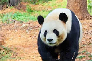 大熊猫走姿神似狂飙高启盛 网友:熊猫就不能追剧了?