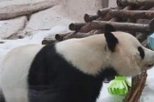 胖成球!旅俄大熊猫画风炸裂,与旅美大熊猫丫丫形成鲜明对比