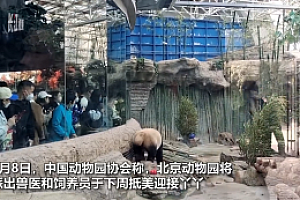 探访北京动物园:丫丫将有玩伴并实现“吃竹自由” 可以堪比自助餐